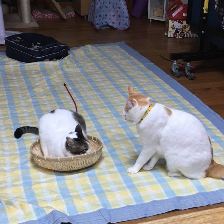 168ba04a 9f1a 4658 a04e db2f35fee0c2