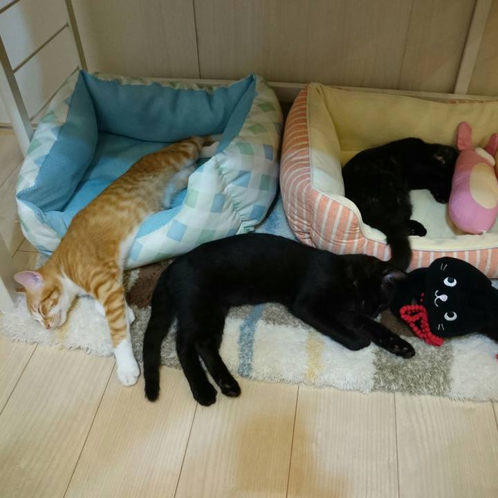 16ab9720 9ac0 46de 932b fe92c3a14903