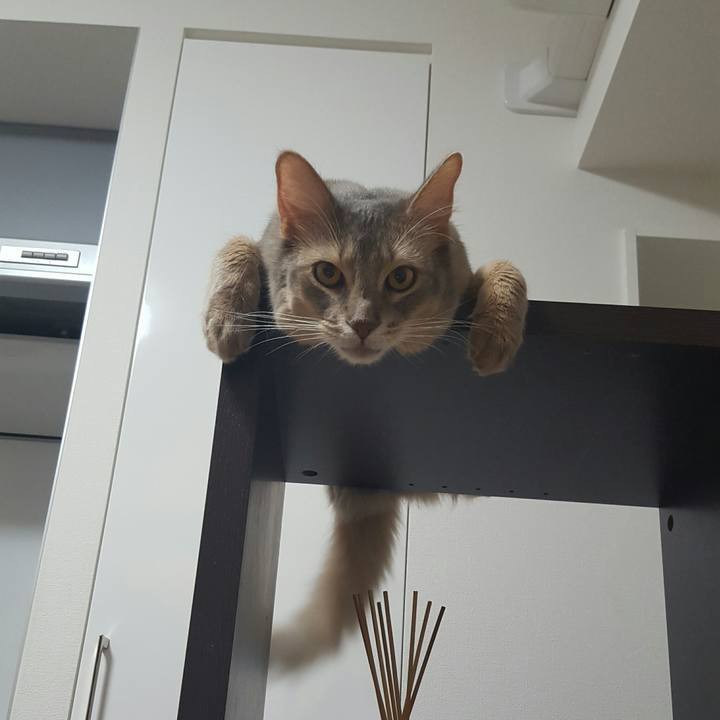 16af3f5d f43c 4588 bde6 d3fab9facc44