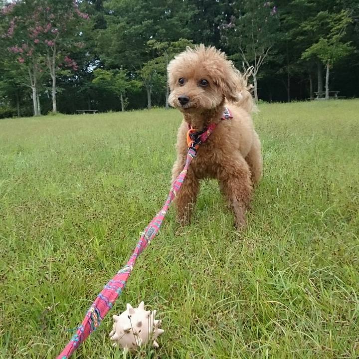 16bdc19f 2f8b 4e11 8e8c 3af7ee908484