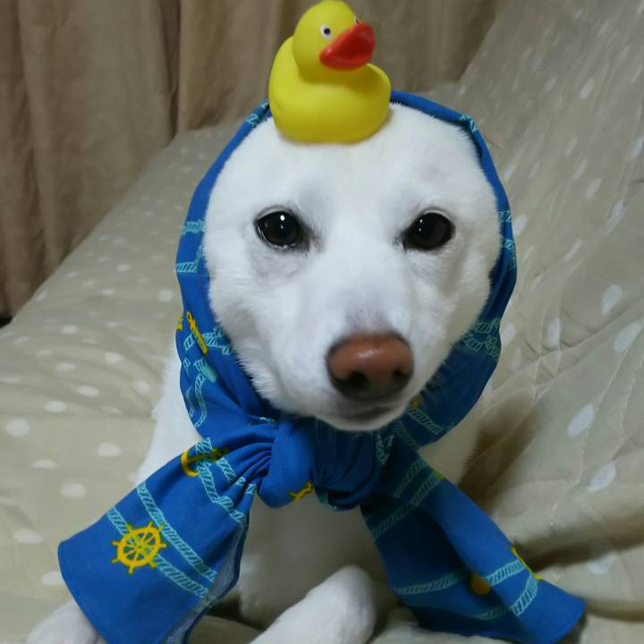 16c9cafc b73d 4c4b 8752 f7a3866e2f36