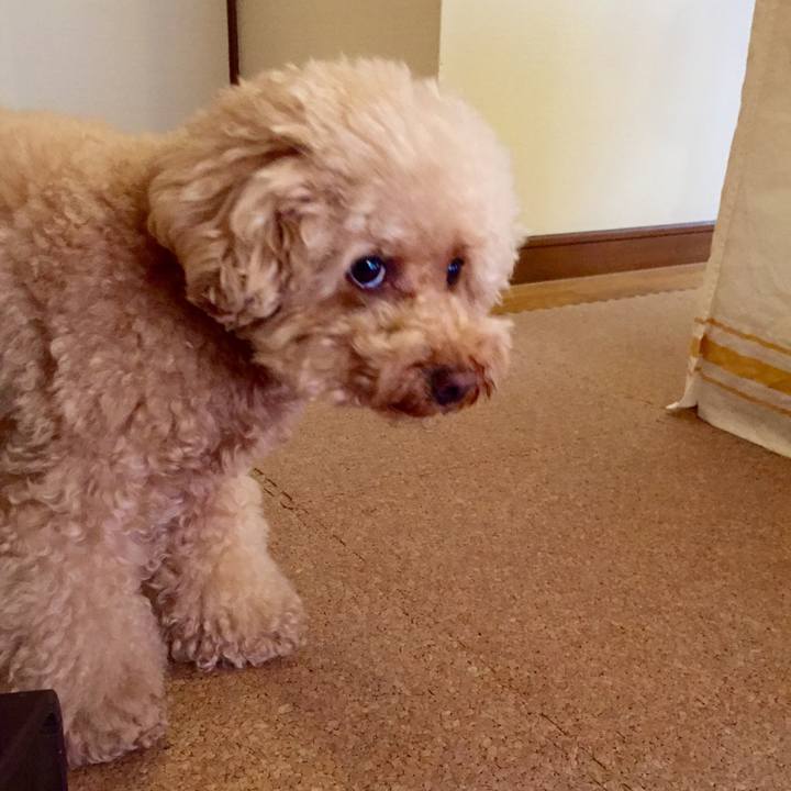 16d1806a 60f9 4718 8084 864a9e8b4791