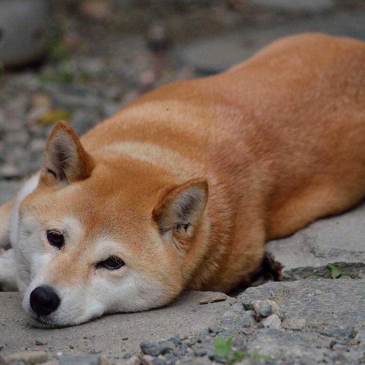 16d859fb dea5 4f08 b8ba e03f2bf48898