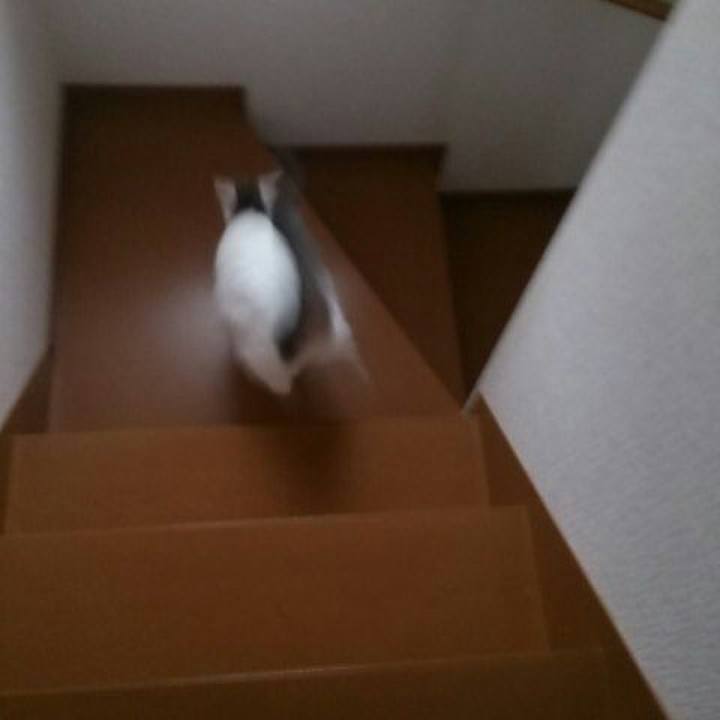 16f492ad 288f 441f 9312 0732480874d2