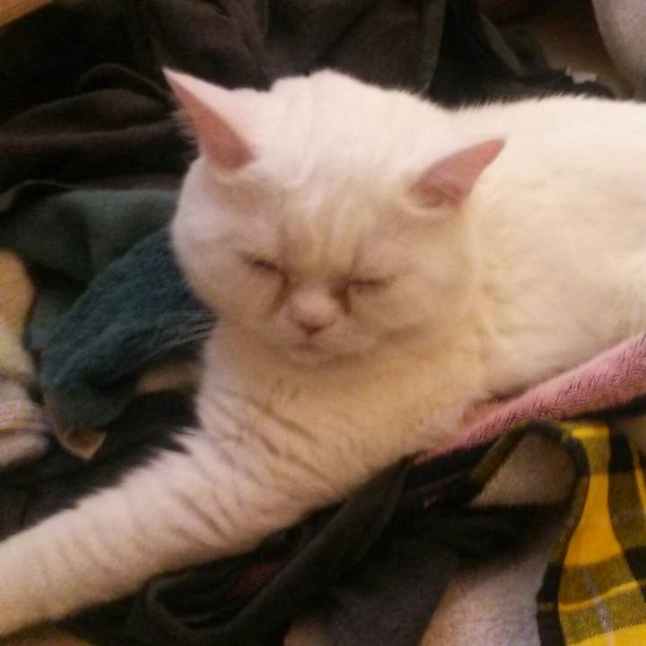 16f7ebd7 3932 41bd bc46 8770a7dac249