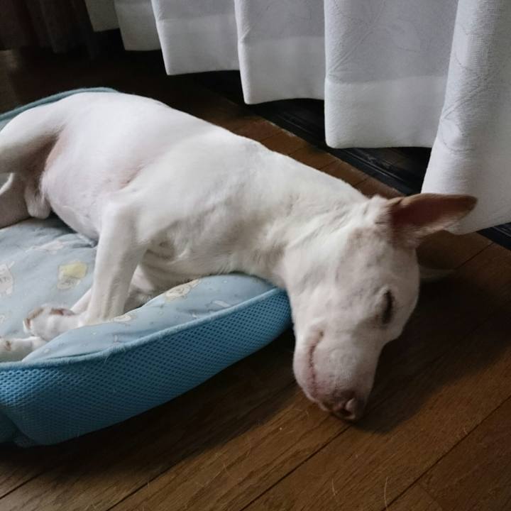 17090a9f a57c 4907 931e b8e2f29e5184