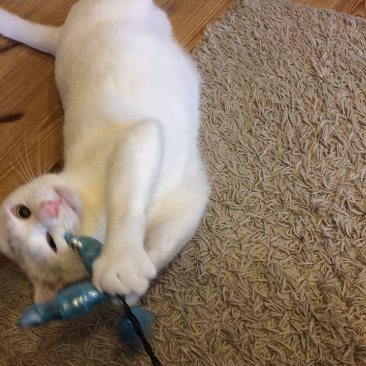 1709d156 37ff 42e0 8d01 e536c535234e