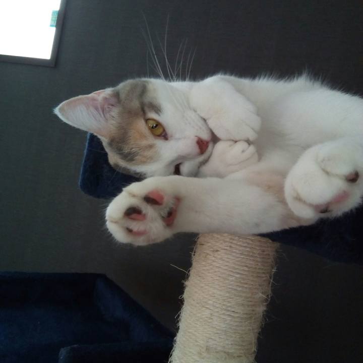 1720e44b e4d1 4c6c aa85 24a728460341