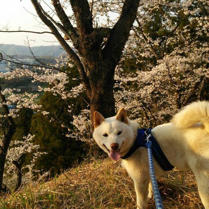 1721924a 5b9a 4683 84cb bc09b2966c6a