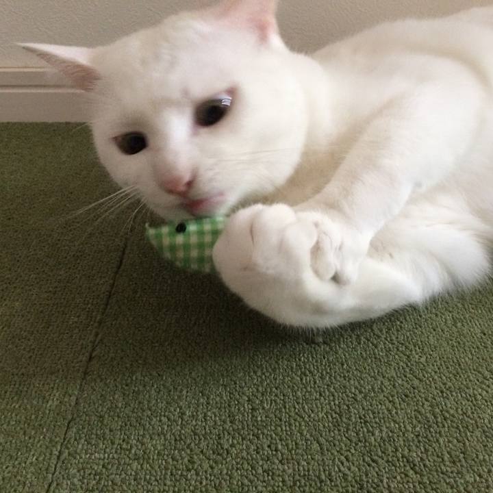 1721ccce f3a8 4a8d af18 b6f238e195ae