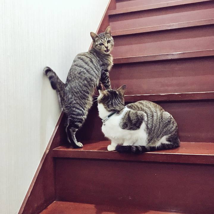 17281a38 7754 44f4 bb99 1db763d46710