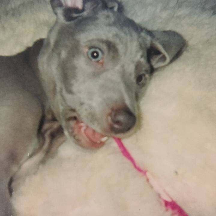 172ca4d8 775e 461b b3b3 3290263ecd08