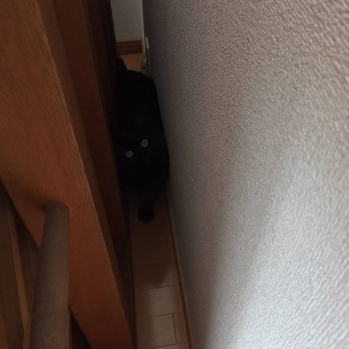 172e7186 eece 4675 a99d 7777b97b7204