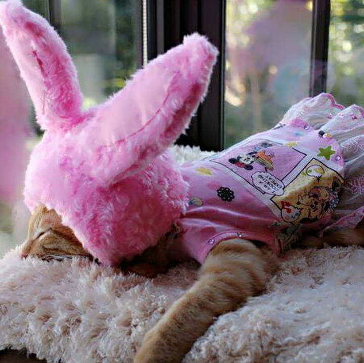 17393f73 7753 41a2 b672 f2cd8f82d00c