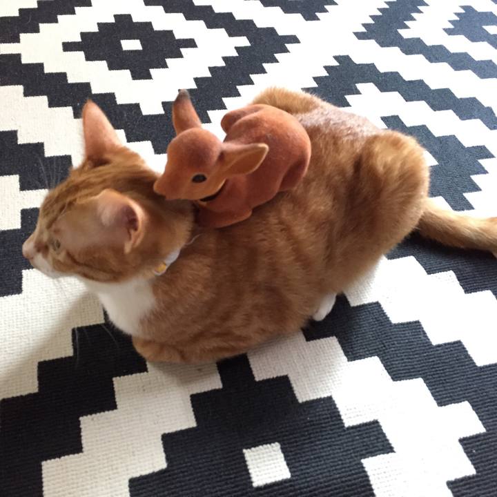 174218e0 ca4a 4996 861f b028ad19f261