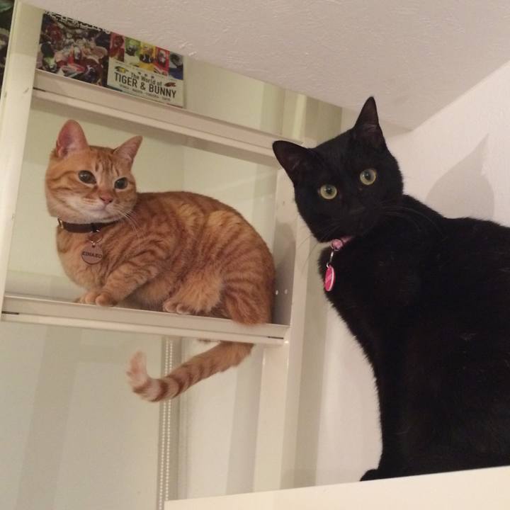 1743d4d7 344b 4bd3 ab07 a24fb337fff8