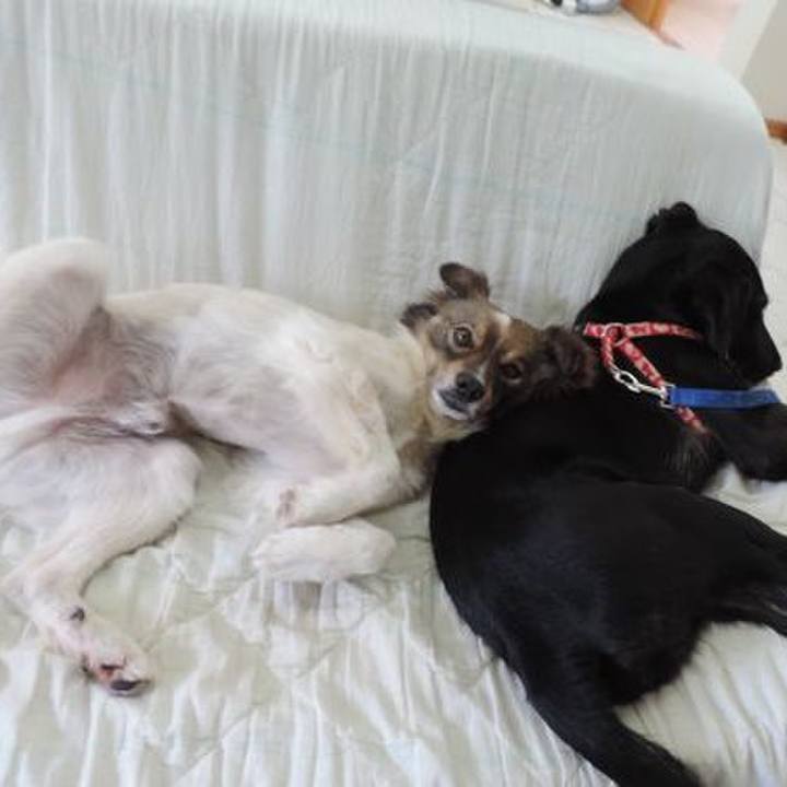 174e57a0 6c4c 4860 8e66 dd5074486831