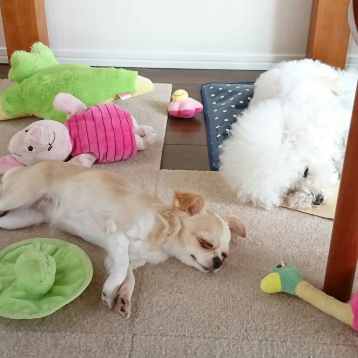 1751284c 7604 485c bdbe 7d62d60412e4