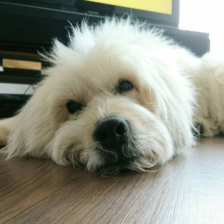 17558926 6274 4e0d 8c55 102ce0f841ad