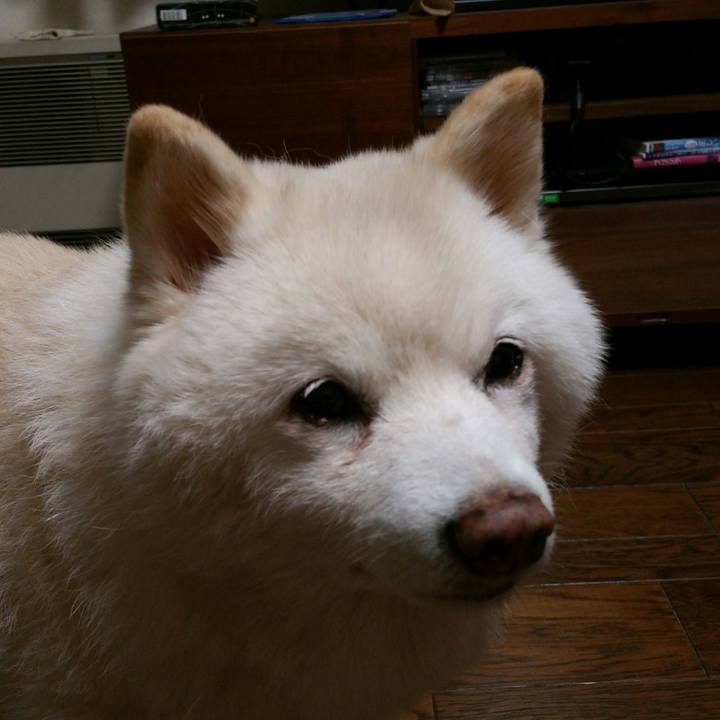 175dc11f 4058 4118 94f5 2c03f165e5db