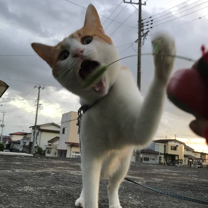 1766be56 6c20 4584 8d77 51ec4fd492ae