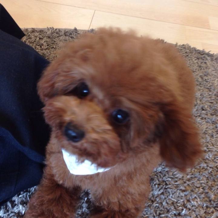 1769c54d a4d5 4dce ab4b 88625a1aad12