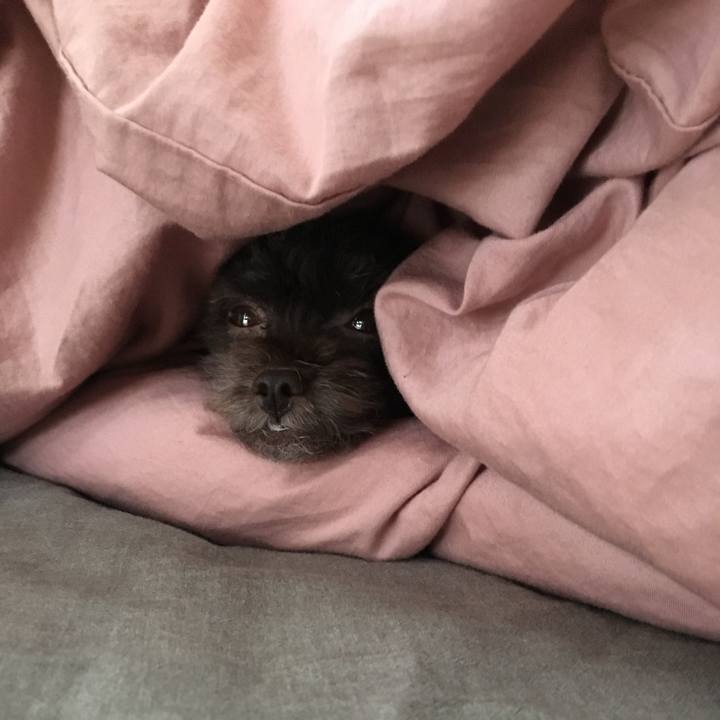 1770ad41 0c08 4dd9 bb71 c7ab06842527