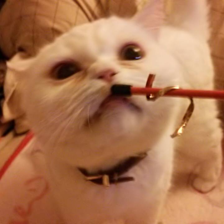 1784d46e 38fd 49ed b688 36e1715bd1c2