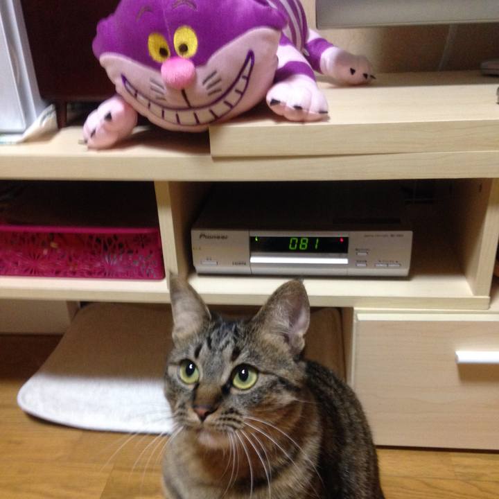 17a7db4a 5622 4885 8713 070d0c8712e8