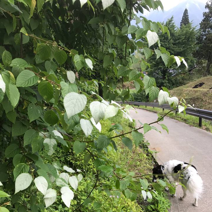 17aaf68a 6e0d 4078 8df5 2f151a80cd72