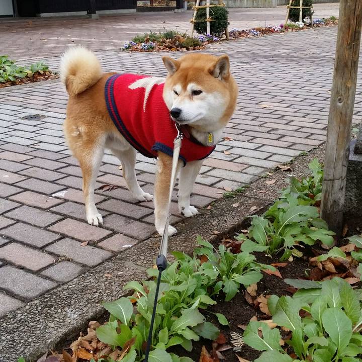 17b345ec 1a7b 4fc8 a127 a88269cc0d2e