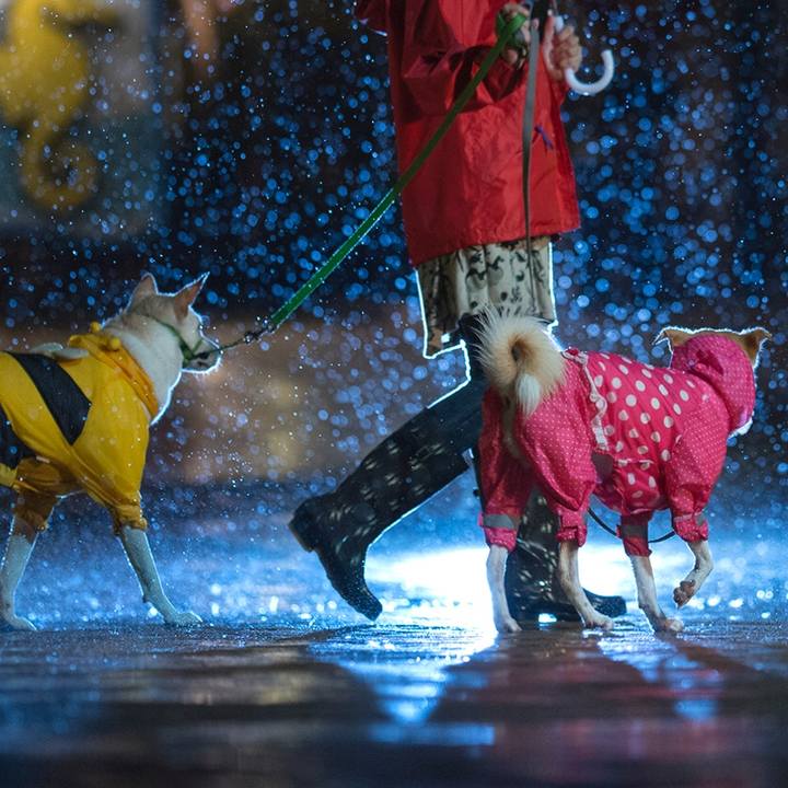 17b3d265 8229 4b8e 9b6b 92f2d3260cc0