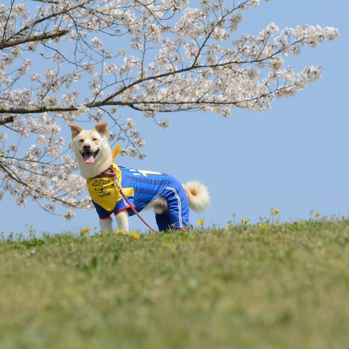 17b46cf2 2625 4dbb 9f62 8c9529489229