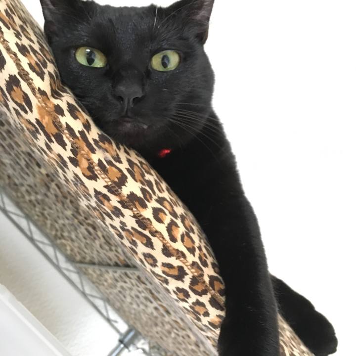 17bee077 ce6b 4bbc a2e0 8b3b910380e6