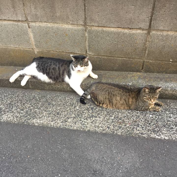 17c866b8 c72a 4c81 93b1 5a64b12f32ce