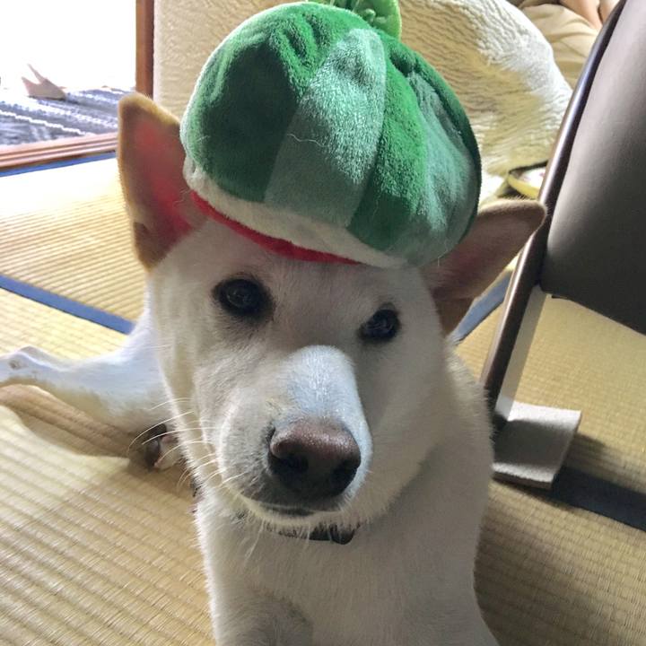 17d12605 8347 44c8 b183 da91ba879459