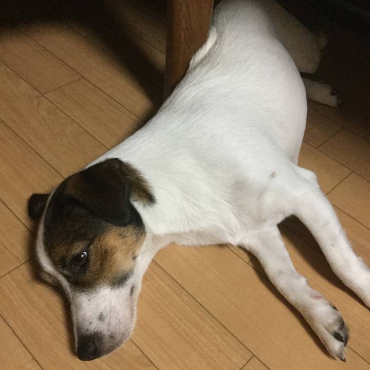 17e4b0d5 f1ca 4a60 aca7 8be701c79a03