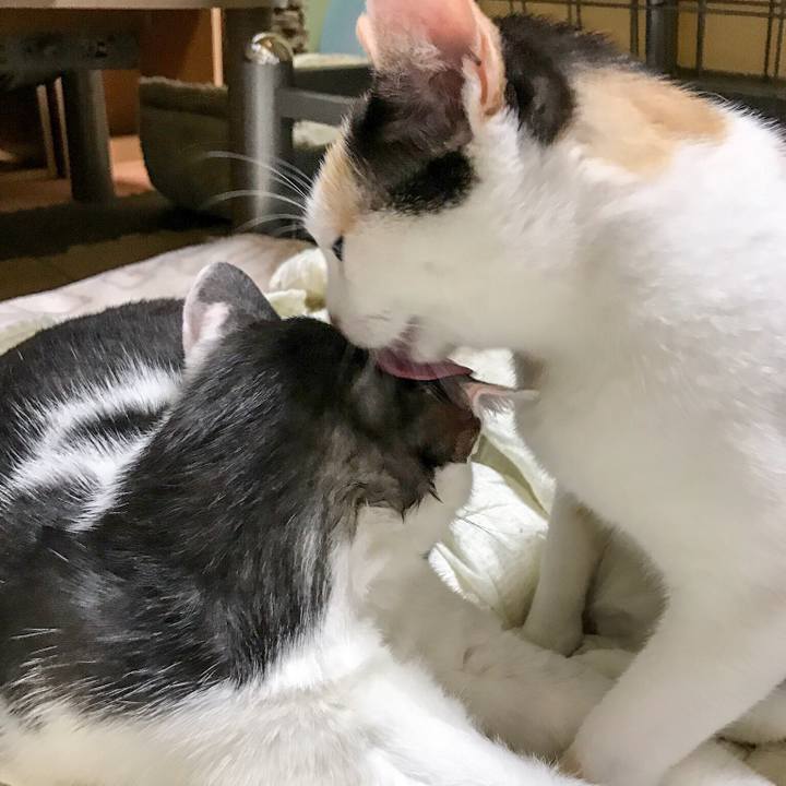 17e73990 4f50 4f86 b5fc e4d59b8b69c8