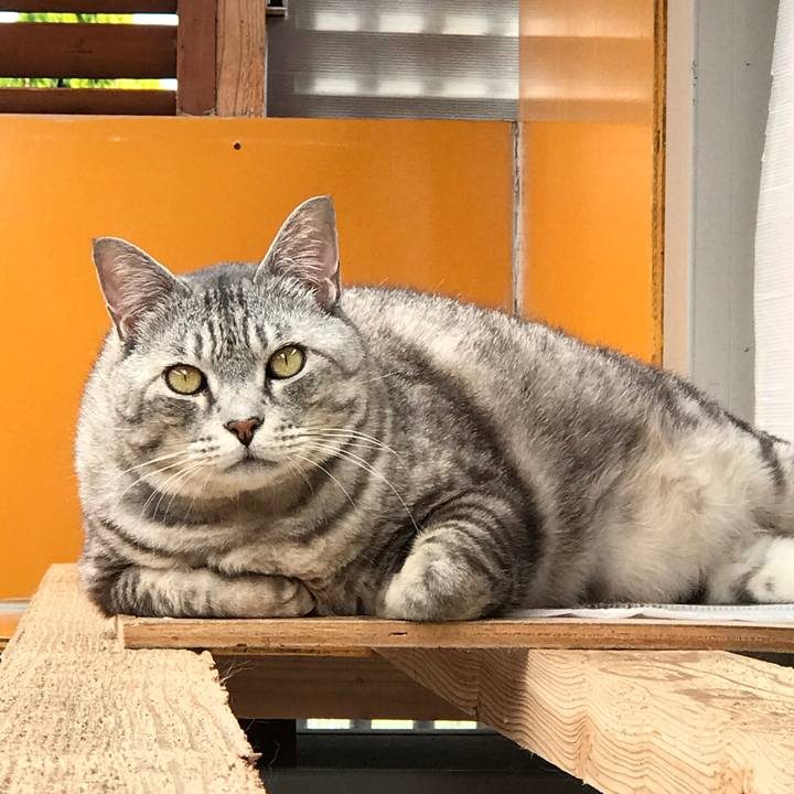 17f71acf d568 46de b9a0 056a90d5de4a