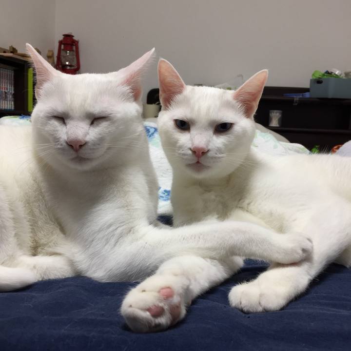 17faaa47 c2ca 4691 a942 39aee22eae91