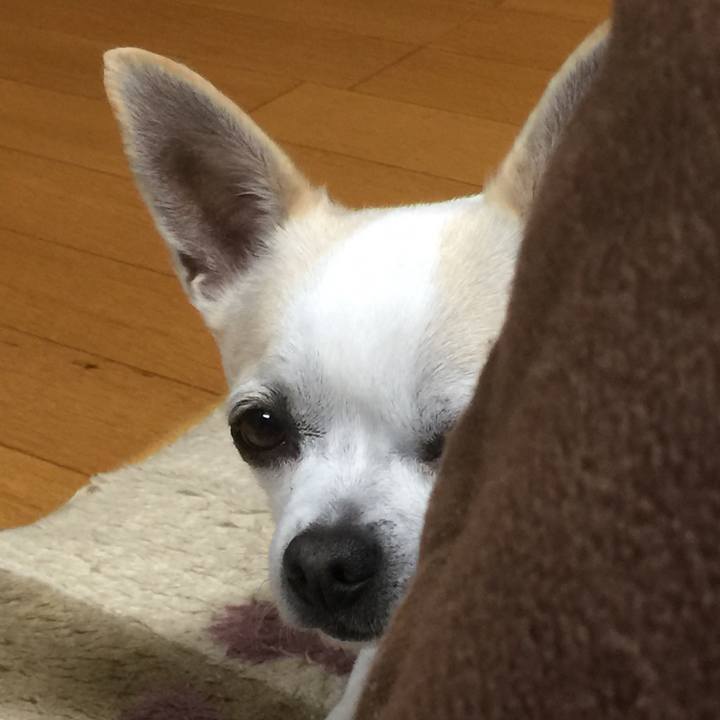 17fcbdd9 b2b4 4ec5 b8bf 9c872cbe509e