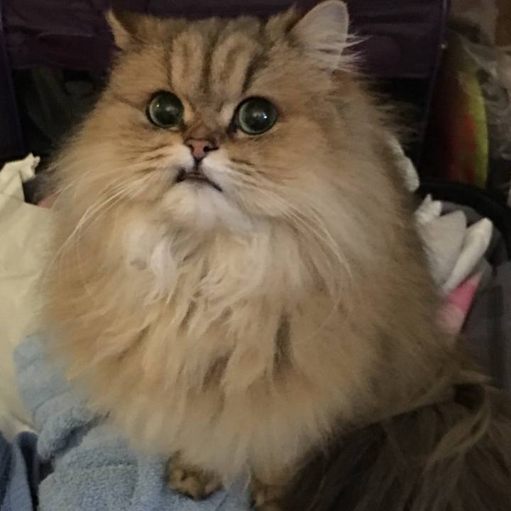 1805c38f f5c8 4168 b5bb 4dd017f889ca