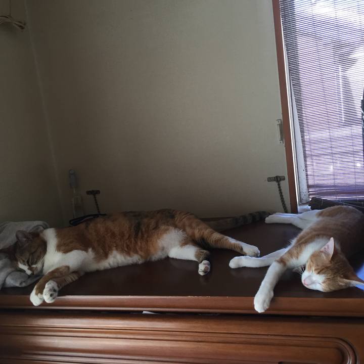 18086c60 5d95 4f0e a323 72e494c81e5b