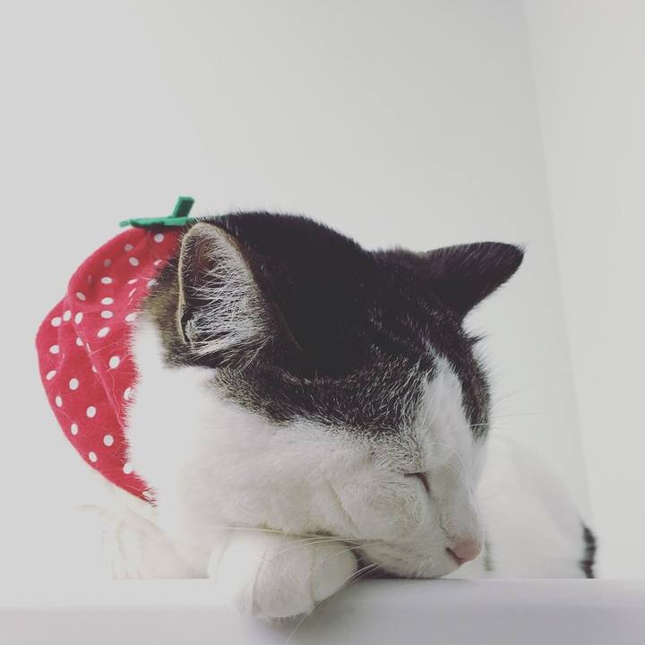 1810d434 0df3 4a0a 99c5 96d1858ba71a