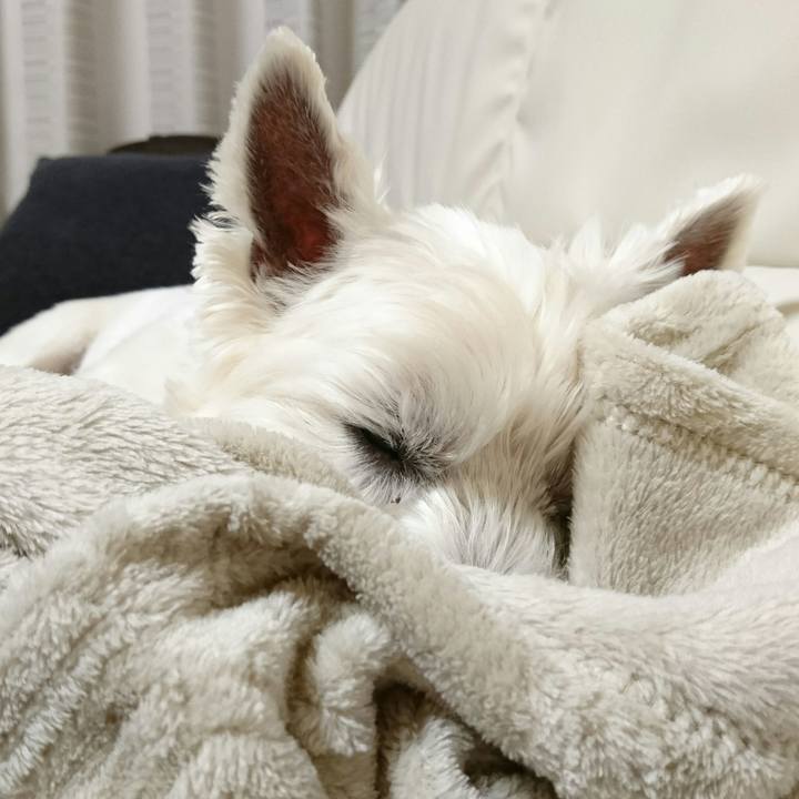 181afd45 18c9 48b1 a64d b1909f6192f0