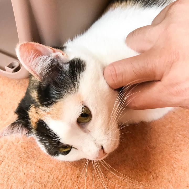 18204d68 c937 4c72 a0be 4bda7d5a1118