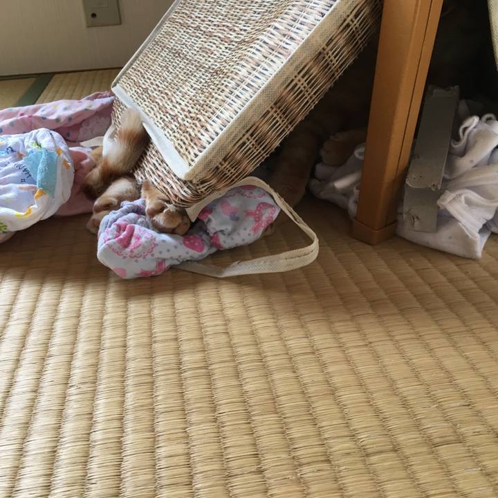 1826fc6f 0058 4348 864c 694335d0c0aa