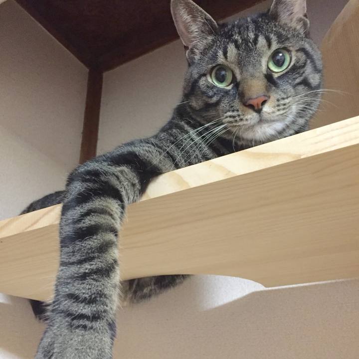 182f4d4a 4a20 4c6b 8ac4 bd233c77148e