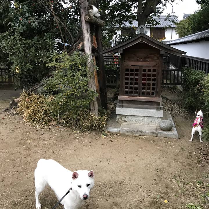 18307a29 c71f 4ee5 b9aa 6aec834b1ab4