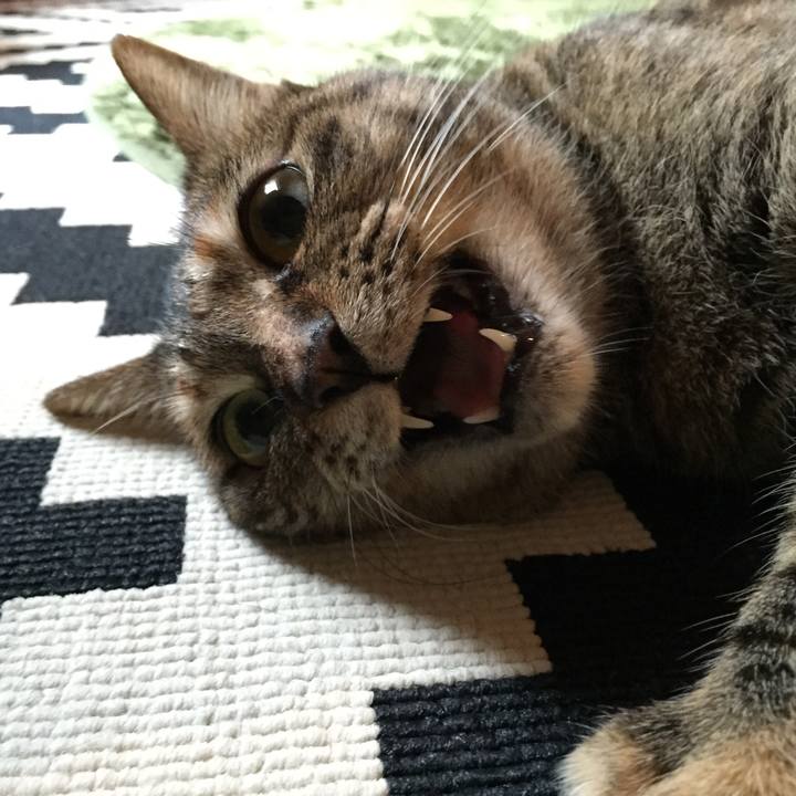 18326b59 b32b 4374 90a8 8645bddc79fa